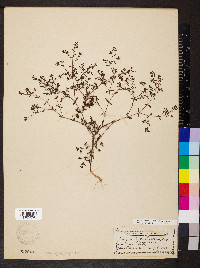 Paronychia canadensis image