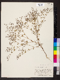 Paronychia canadensis image