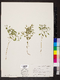 Paronychia canadensis image