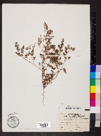 Paronychia fastigiata image