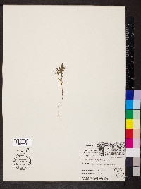 Paronychia fastigiata image