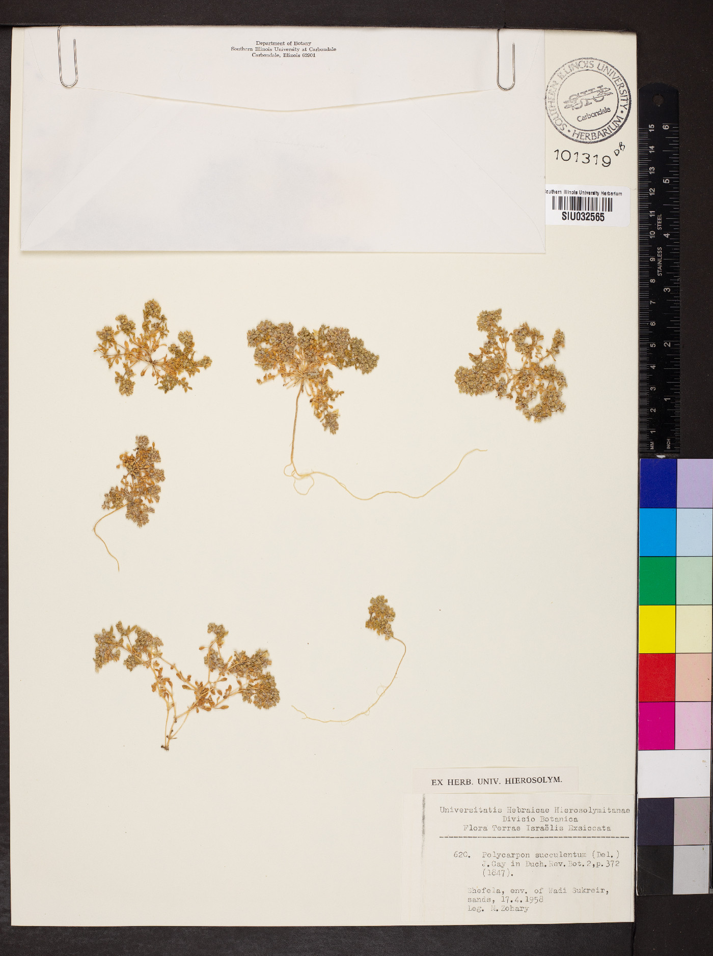 Polycarpon succulentum image