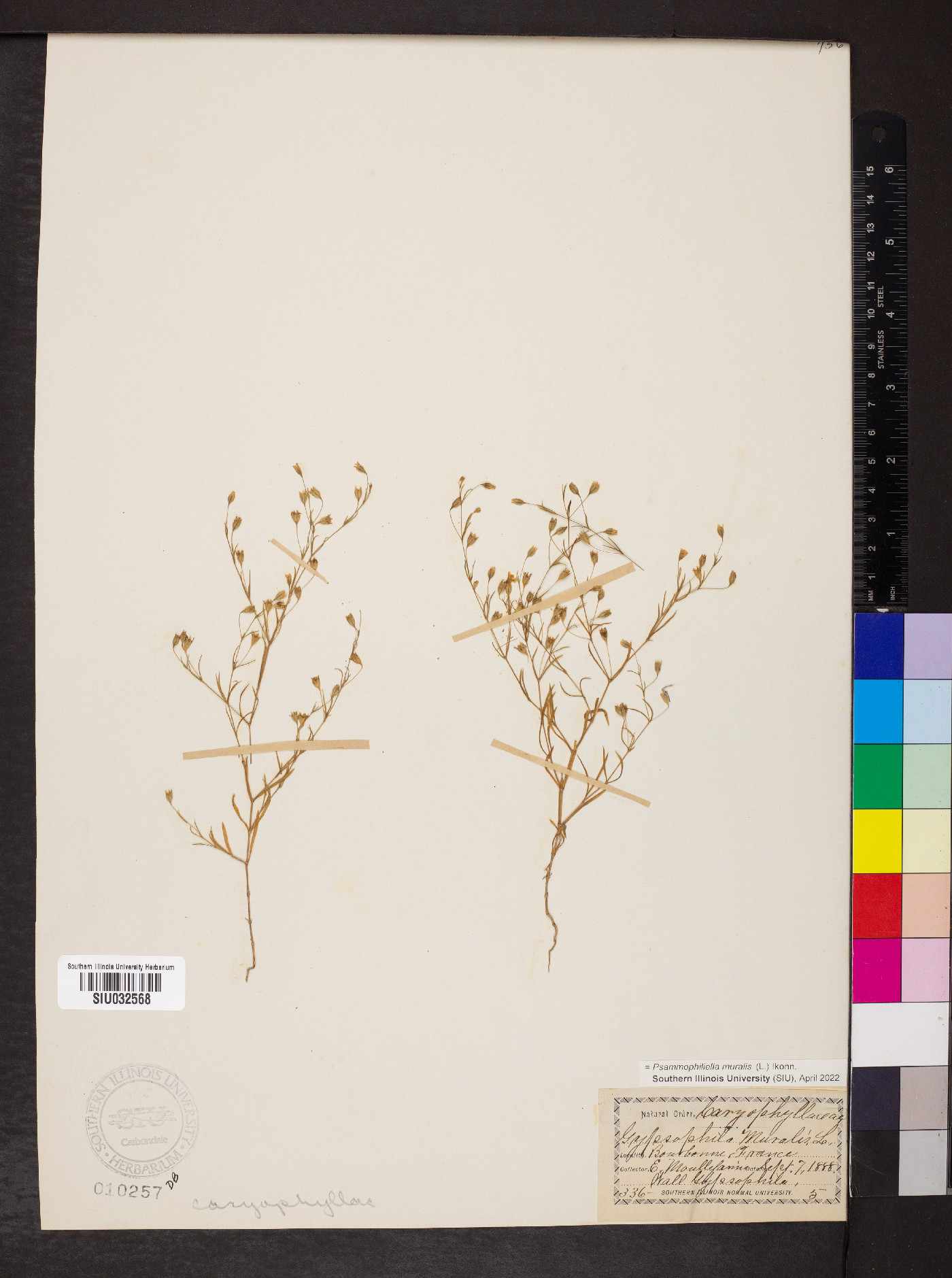 Psammophiliella muralis image