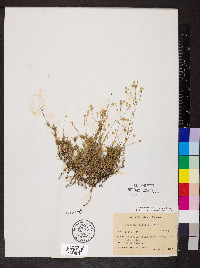 Sabulina michauxii image