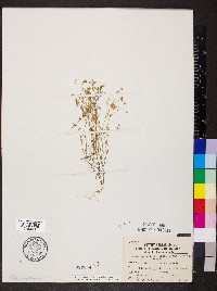 Mononeuria patula image