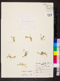 Sabulina mediterranea image
