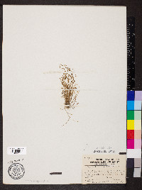 Sagina decumbens image