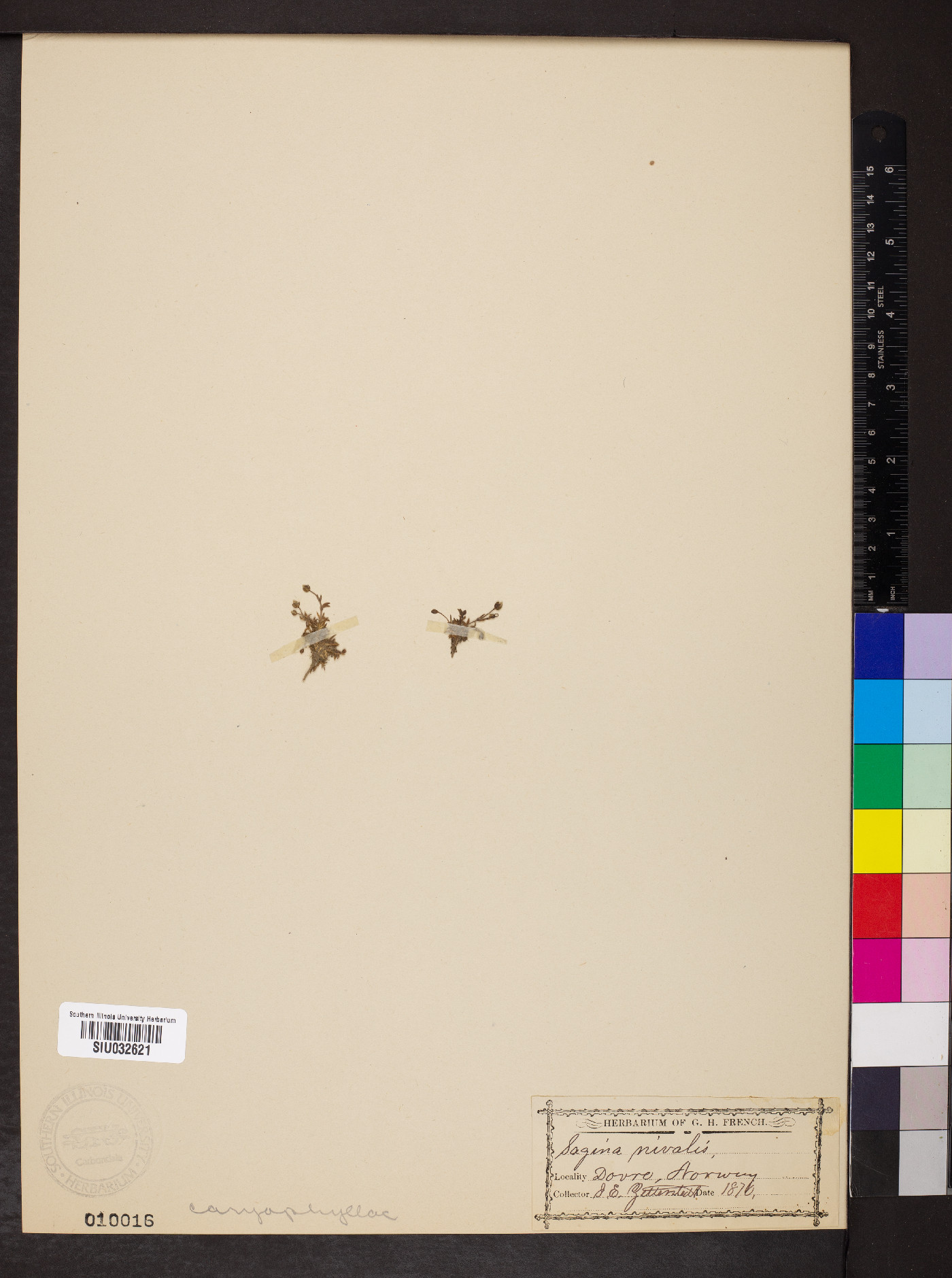 Sagina nivalis image