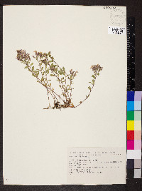 Saponaria ocymoides image