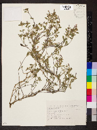 Saponaria ocymoides image