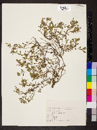 Saponaria ocymoides image