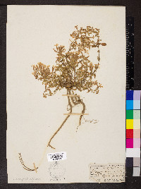 Saponaria ocymoides image