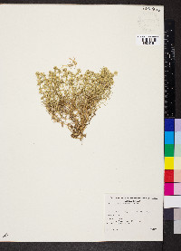 Scleranthus pungens image
