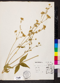 Silene stellata image