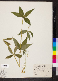 Silene stellata image