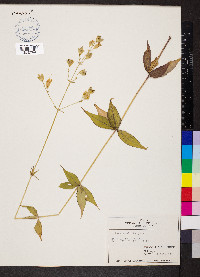 Silene stellata image