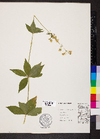 Silene stellata image