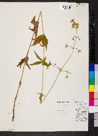 Silene stellata image