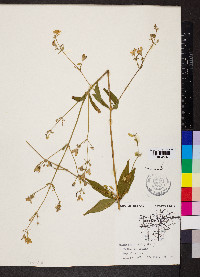 Silene stellata image