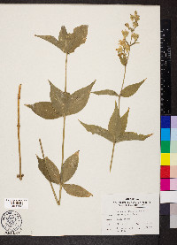 Silene stellata image