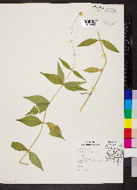 Silene stellata image