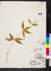 Silene stellata image