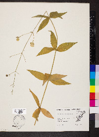 Silene stellata image