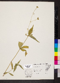 Silene stellata image