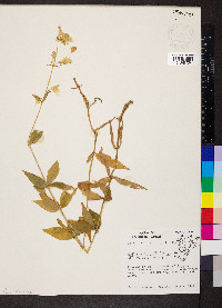 Silene stellata image