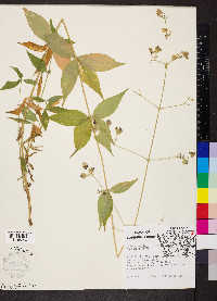 Silene stellata image