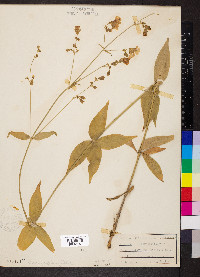 Silene stellata image