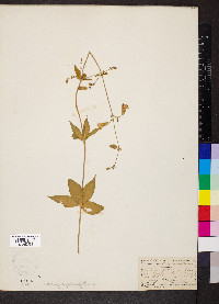 Silene stellata image