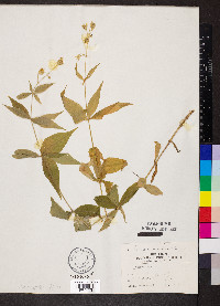 Silene stellata image