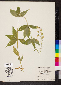 Silene stellata image