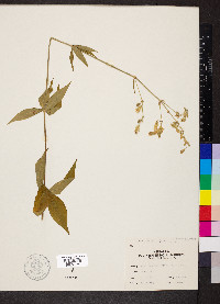 Silene stellata image