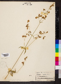 Silene stellata image