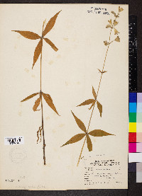 Silene stellata image