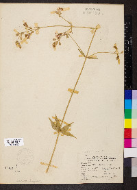 Silene stellata image