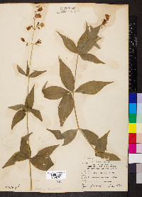 Silene stellata image