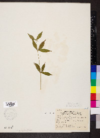 Silene stellata image