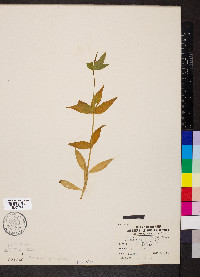 Silene stellata image