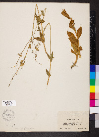 Silene csereii image