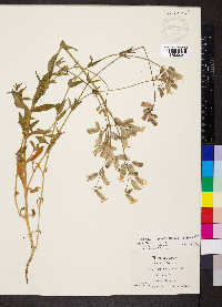 Silene vulgaris image