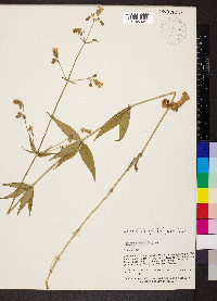 Silene stellata image