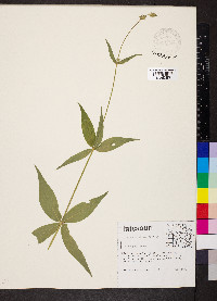 Silene stellata image