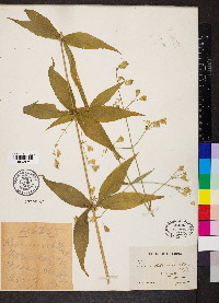 Silene stellata image