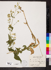 Silene stellata image