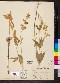 Silene stellata image