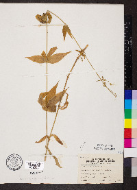 Silene stellata image