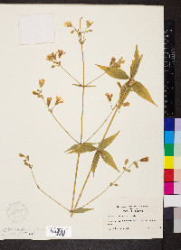 Silene stellata image